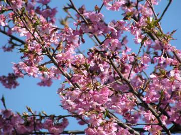 白子河津桜の写真