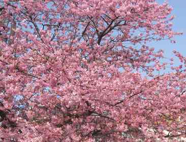 しらこ桜