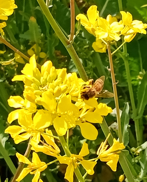 菜の花とミツバチ