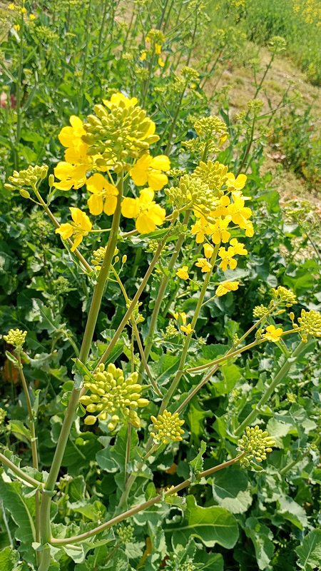 菜の花のアップ写真