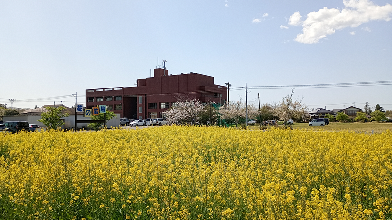 花の広場　菜の花の写真