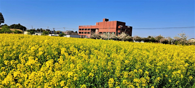 菜の花