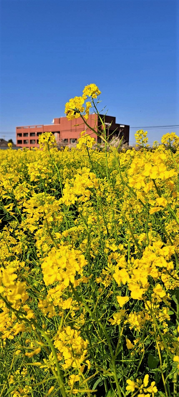 菜の花ご自由にご鑑賞くださいの設置看板