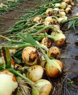 たまねぎの写真