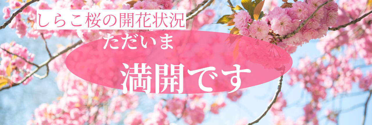 桜の開花状況